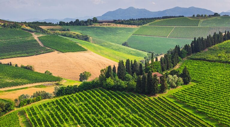 Immersi nel cuore del Chianti Classico dove i terreni, da secoli, nutrono vigneti pregiati