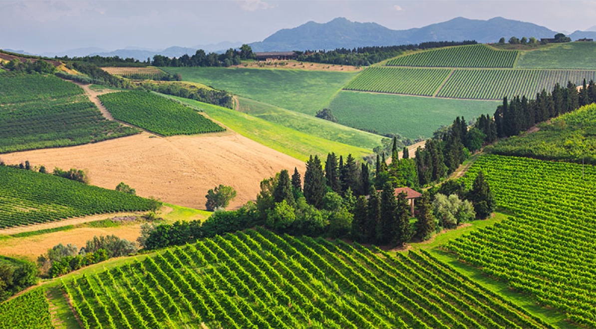 colline del Chianti